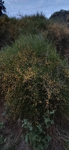 Ephedra tweedieana, photograph 2