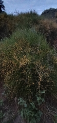 Ephedra tweedieana, photograph (c) Agustina Medina, some rights reserved (CC BY)