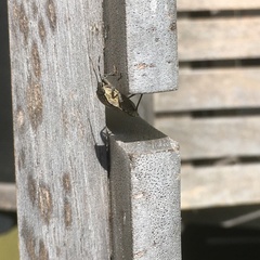 Rhaphigaster nebulosa