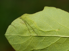 Aulagromyza hendeliana