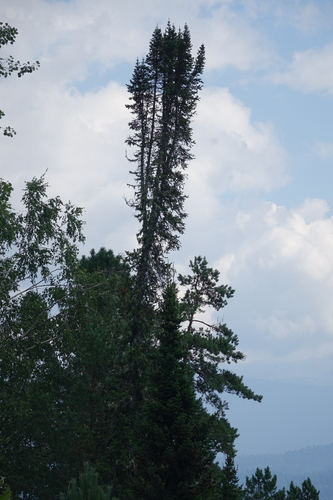 Abies sibirica, photograph 2