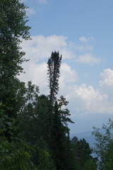 Abies sibirica, photograph (c) Oleg Kosterin, some rights reserved (CC BY)