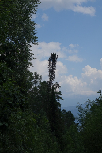 Abies sibirica, photograph 3