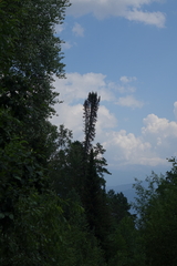 Abies sibirica, photograph (c) Oleg Kosterin, some rights reserved (CC BY)