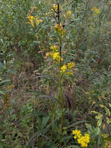 Solidago riddellii, photograph 1