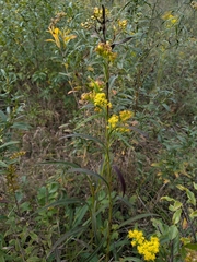 Solidago riddellii