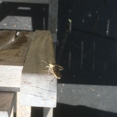 Rhaphigaster nebulosa