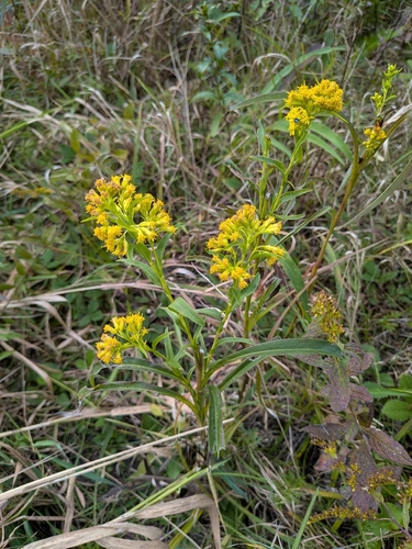 Solidago riddellii, photograph 2