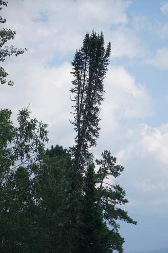 Abies sibirica, photograph 4