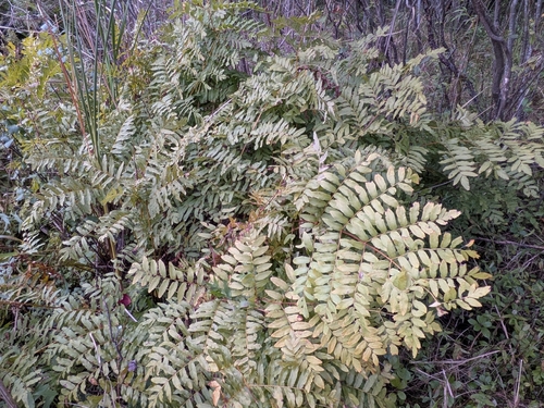Osmunda spectabilis, photograph 2