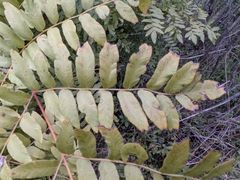 (c) Ethan Rose, some rights reserved (CC BY) Osmunda spectabilis, photograph (c) Ethan Rose, some rights reserved (CC BY)