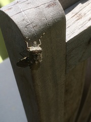 Rhaphigaster nebulosa