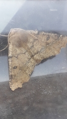 Odontopera bidentata