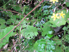 Dianella nigra