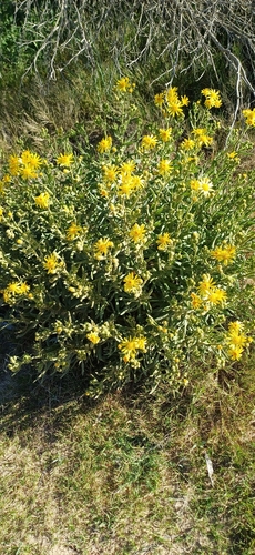 Senecio heterotrichius