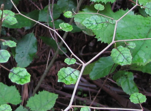 Carpodetus serratus, photograph 1