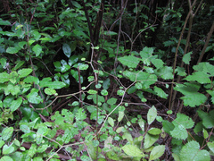 Carpodetus serratus