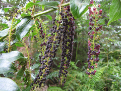 Coriaria arborea