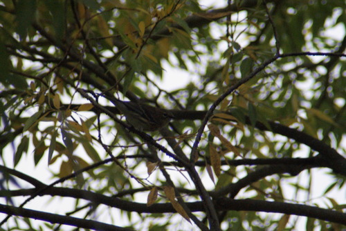 Yellow-rumped Warbler