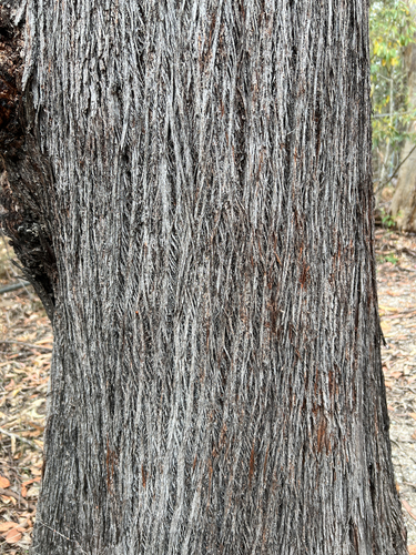 Eucalyptus baileyana observed 2026-09-26