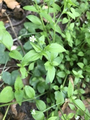 Moehringia trinervia