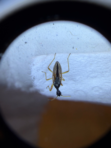 Long-necked Seed Bug