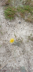 Senecio crassiflorus, photograph (c) Agustina Medina, some rights reserved (CC BY)