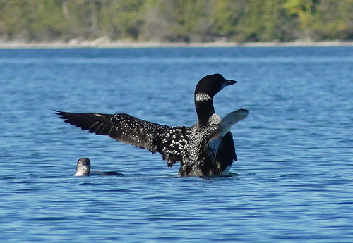 Common Loon