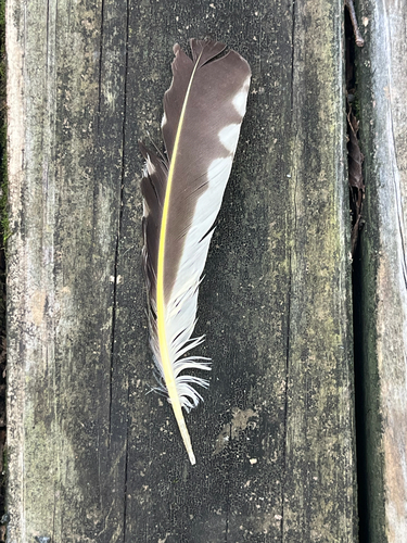 Northern Flicker