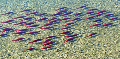 Sockeye Salmon