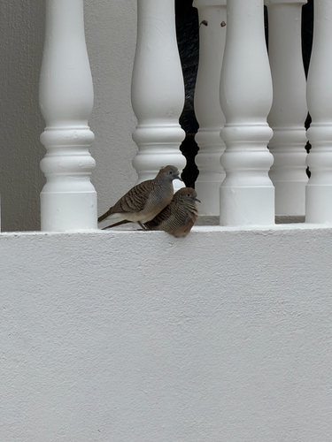 Zebra Dove