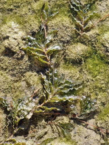 Curly-leaf Pondweed