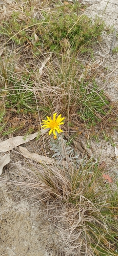 Senecio crassiflorus, photograph 1