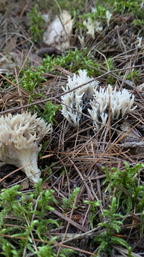 White Coral Fungus