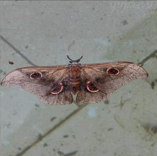 Christy's Emperor