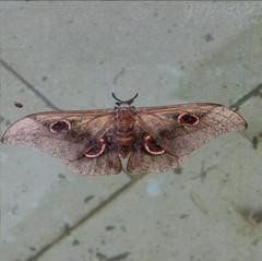 Lobobunaea phaedusa christyi