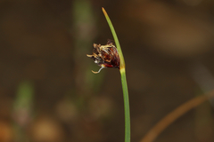 Schoenoplectus pungens