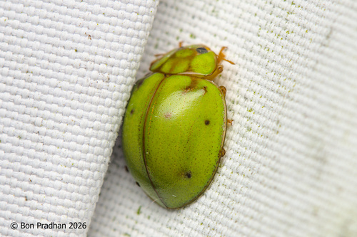 Calvia sykesii