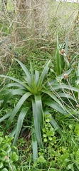 Eryngium eburneum