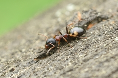 Dolichoderus sibiricus