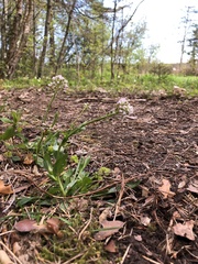 Noccaea caerulescens