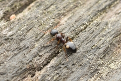 Dolichoderus sibiricus