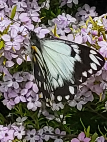Caper White