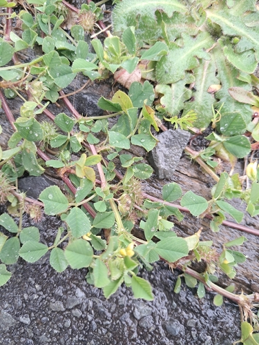 Medicago polymorpha, photograph 3