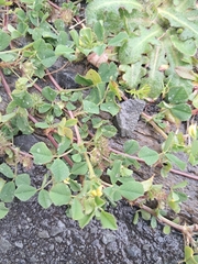 (c) Pluto Hooper, some rights reserved (CC BY) Medicago polymorpha, photograph (c) Pluto Hooper, some rights reserved (CC BY)