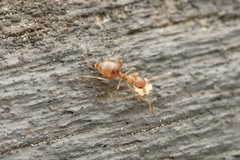 Technomyrmex gibbosus