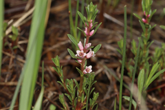 Lysimachia maritima