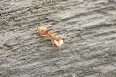 Technomyrmex gibbosus