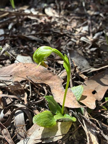 Pterostylis nutans, photograph 3