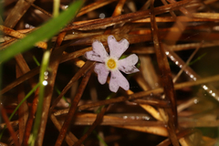 Primula mistassinica